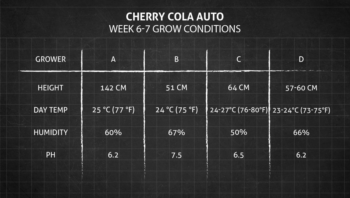 Cherry Cola Auto: เงื่อนไขปลูกสัปดาห์ 6-7