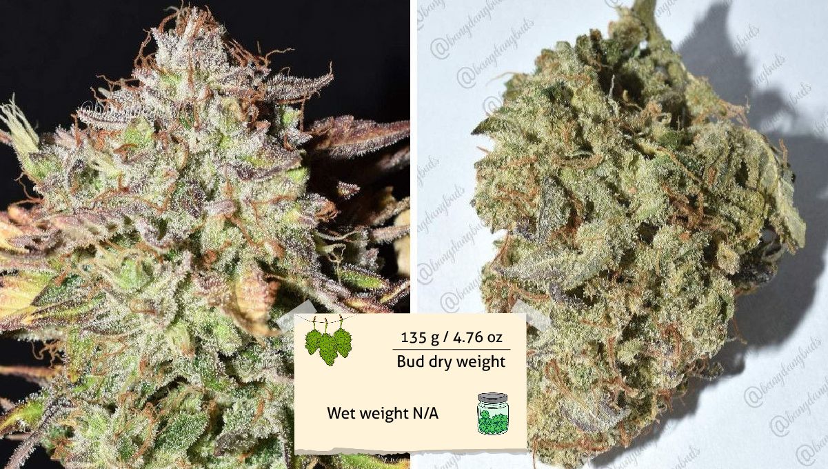 Grapefruit Auto cannabis strain: yield and smoke report