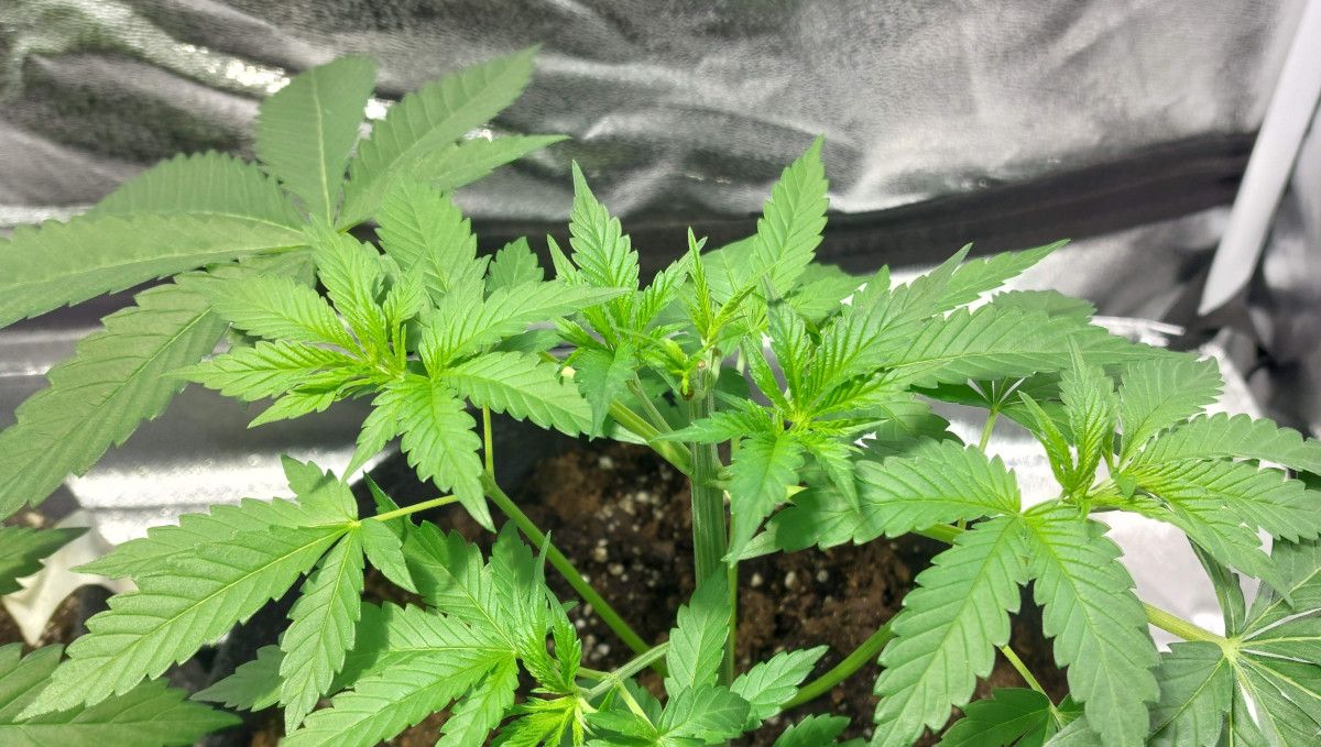 Purple Lemonade FF कैनाबिस स्ट्रेन: मिड वेज | हफ्ते 3-6 | टॉप्ड वेजिंग पौधा