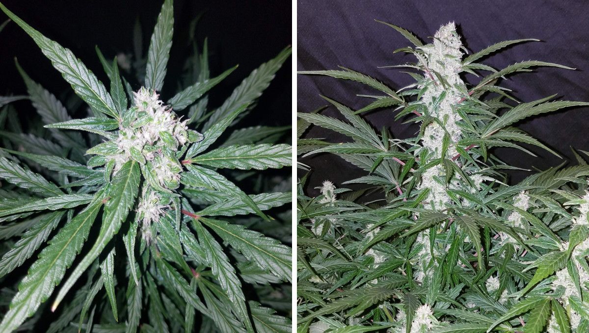 Green Crack Auto cannabis strain: early flower | weeks 6-7 | maturing buds of an indoor autoflower