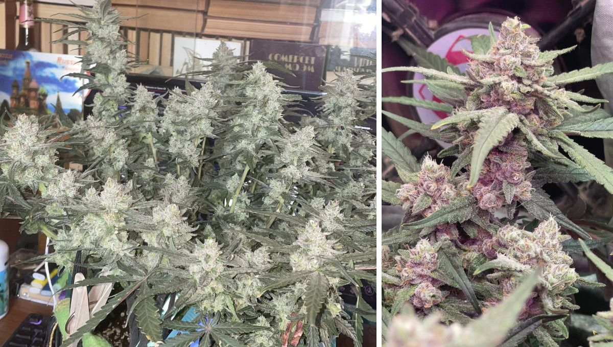 Gorilla Punch Auto 大麻品种：花期中期（膨大期）| 第8-9周 | 宽矮花灌木与粉红色霜花特写