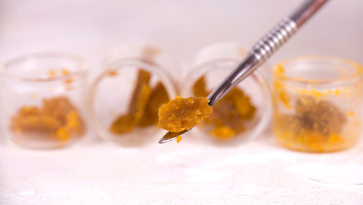 Can Plants Buds Be Used to Make Extracts: plants oil Can Plants Buds Be Used to Make Extracts: plants oil