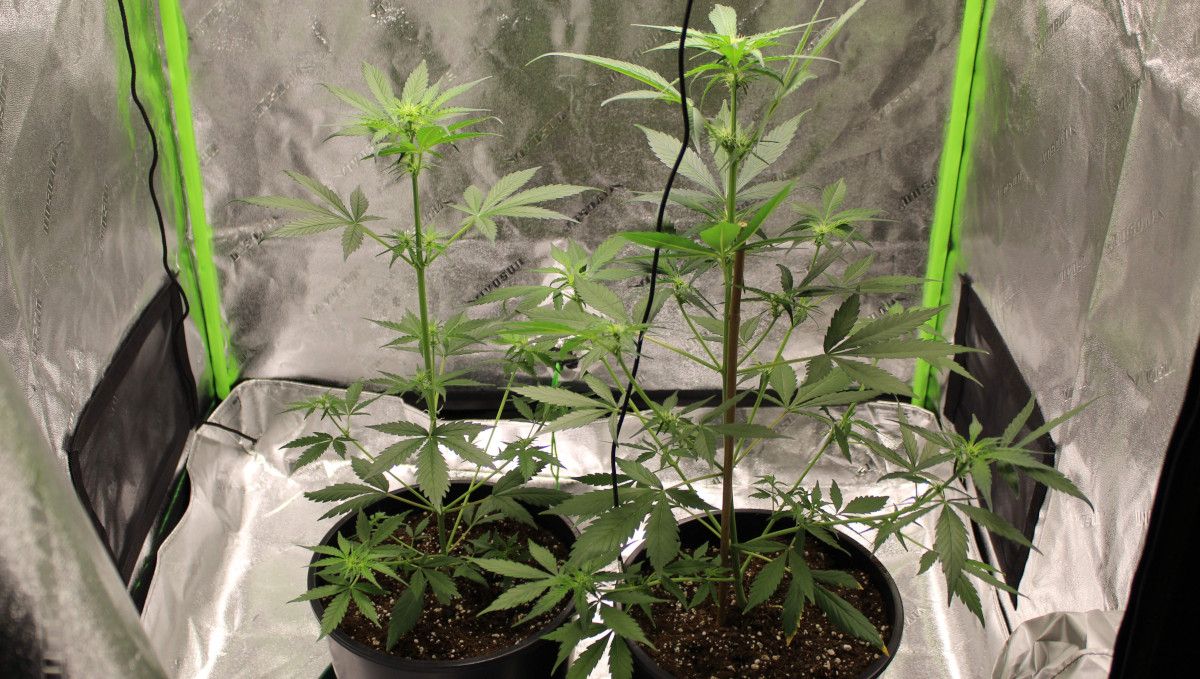 Forbidden Runtz Auto 대마 스트레인 주차별 가이드: 텐트 내 매우 늘씬한 오토플라워 2종