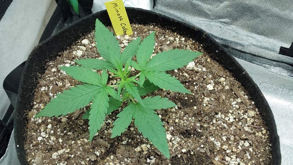 Mimosa Cake Auto cannabis strain: early veg | week 2 | a small indoor weed plant in a grow bag