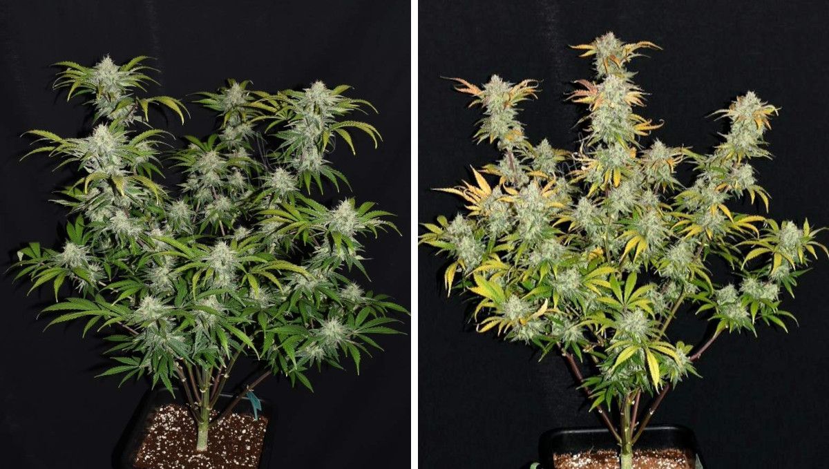 Grapefruit Auto cannabis strain: mid flower (bulk phase) | weeks 9-10
