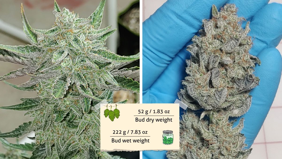 Purple Punch Auto Plants Seed Week-by-Week Guide: A plant top right before return and a gloved hand holding a trimmed bud