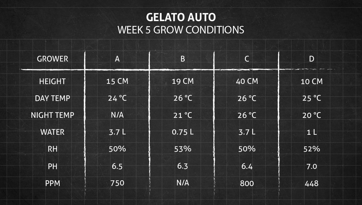 Gelato Auto Cannabis Strain Week-by-Week Guide: Grow conditions in week 5