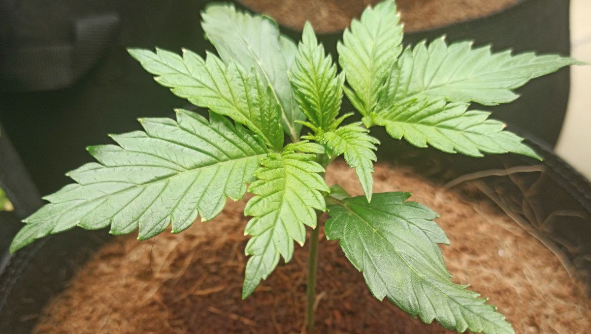 Udhëzues Javë-pas-Jave për Afghan Kush Auto: Fidan 2-javor i shëndetshëm marijuane