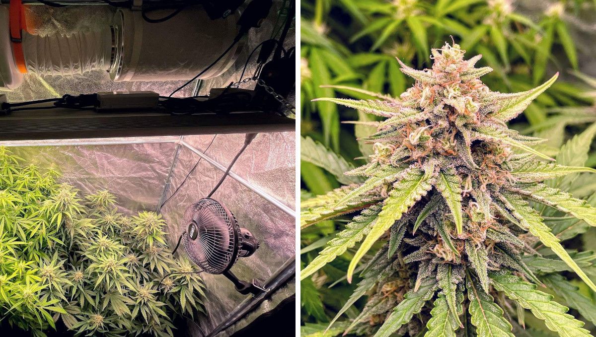 Gorilla Auto Cannabis Strain Week-by-Week Guide: A grow tent with a LED quantum board, air ducts, a carbon filter, and an oscillating fan and three big autoflowers in the budding stage and a closeup of a bud that looks plump and frosty
