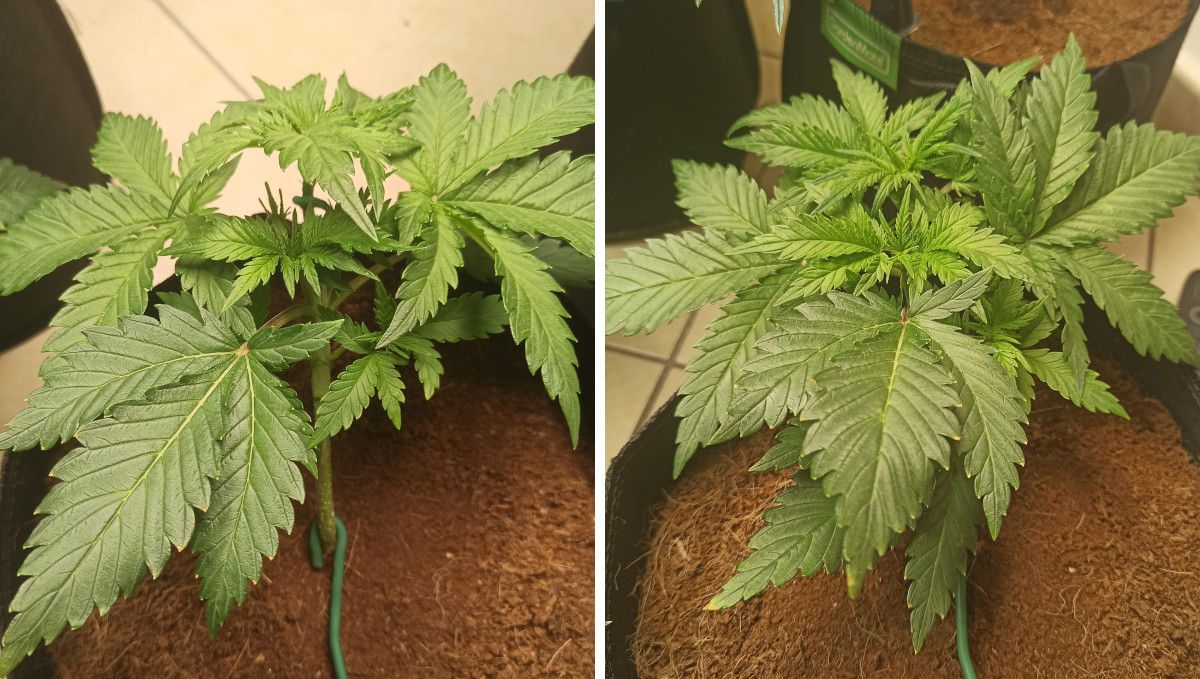Udhëzues Javë-pas-Jave për Afghan Kush Auto: Një autoflower 3-javor i trajnuar me LST