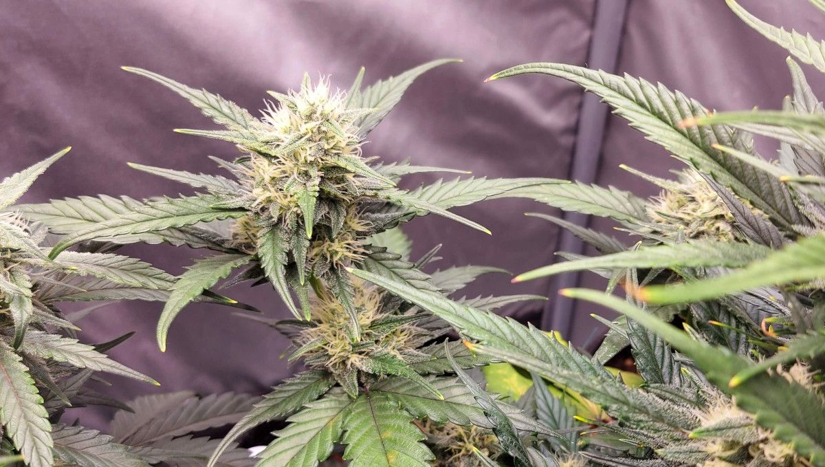Banana Purple Punch Auto भांग स्ट्रेन: प्रारंभिक फ्लावर | सप्ताह 6-7 | बढ़ते हुए बड्स और पहले क्रिस्टल्स के साथ पौधा