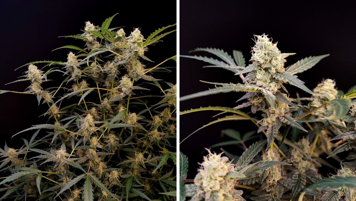 Six Shooter Auto cannabis strain: mid flower (bulk phase) | weeks 8-9 | an indoor weed plant almost ready for harvest and a closer shot of some of its top colas