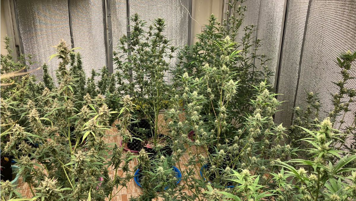 Features of growing plants in Thailand: Indoors