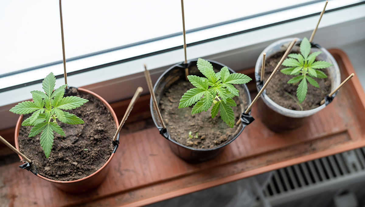 What returns can I get with auto plants: avoid transplanting