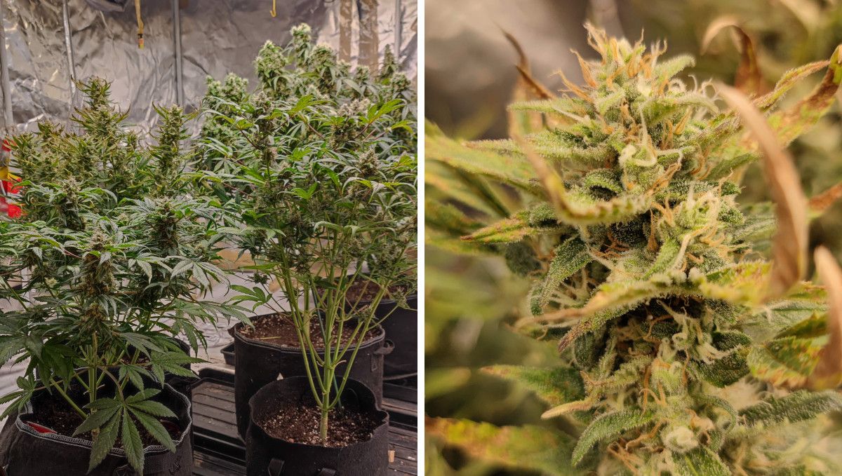 Strawberry Banana Auto cannabis strain: ripening and harvest | week 10