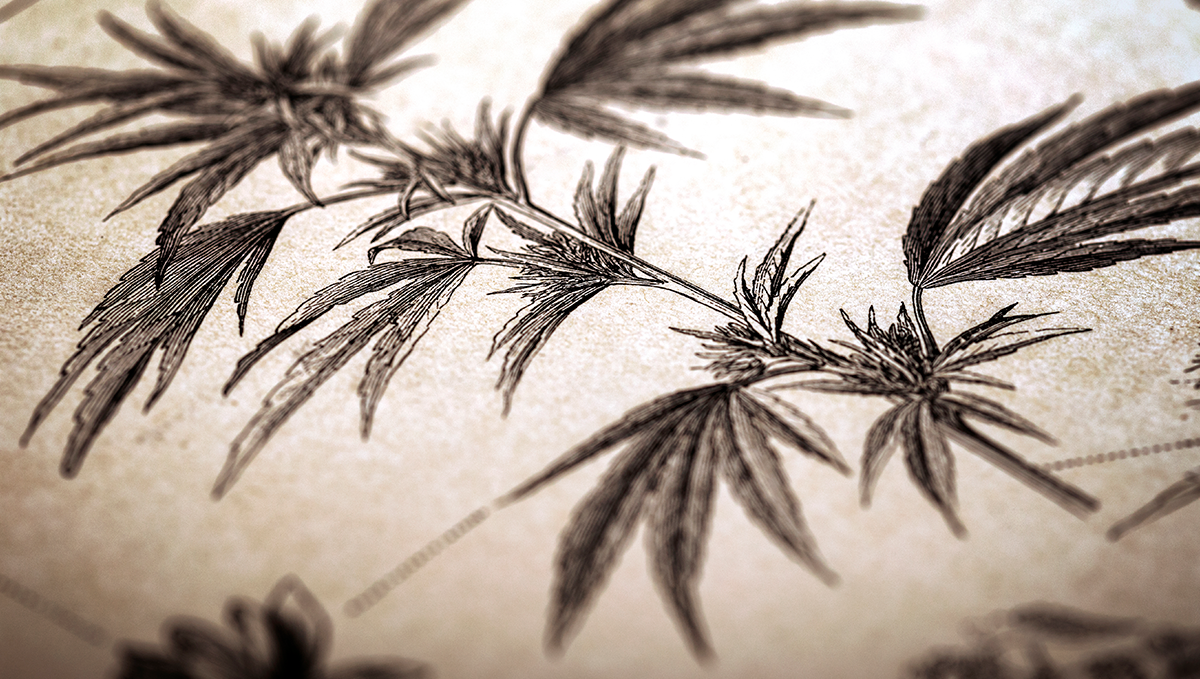 Plants infused coconut oil: a condensed history of cooking with plants