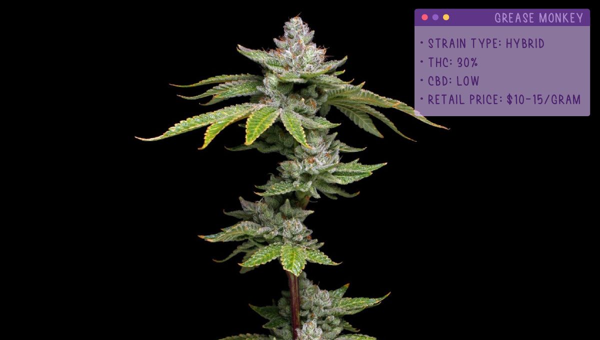 22 Beste Weed Sorten zum Probieren 2022: Grease Monkey