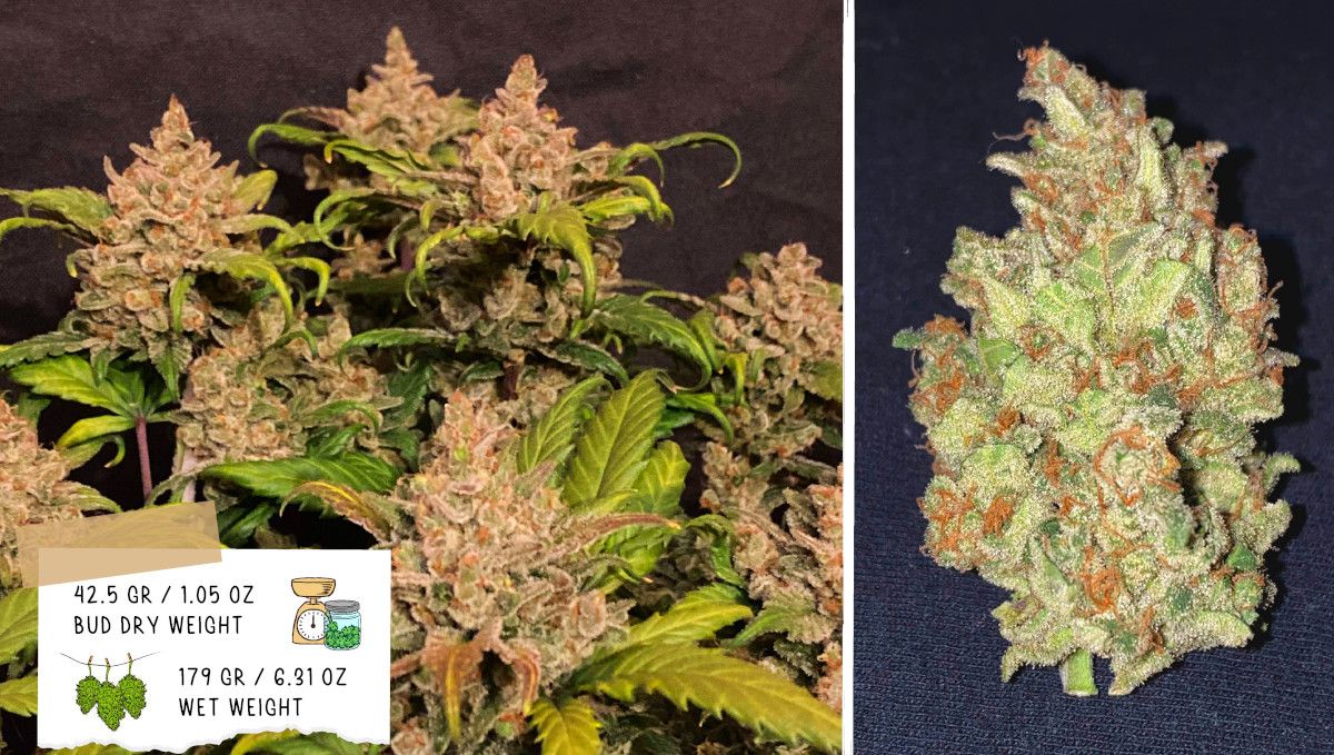 Gelato Auto Plants Seed Week-by-Week Guide: Grower B's outcome - A mature plants bush and a dried and cured bud