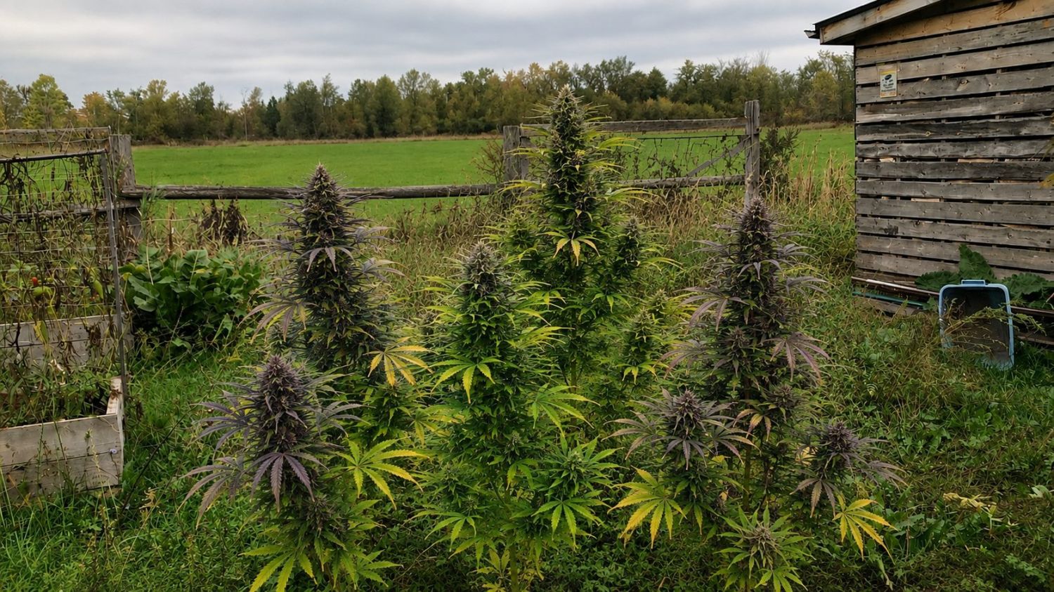 Your first grow setup: growing outdoors