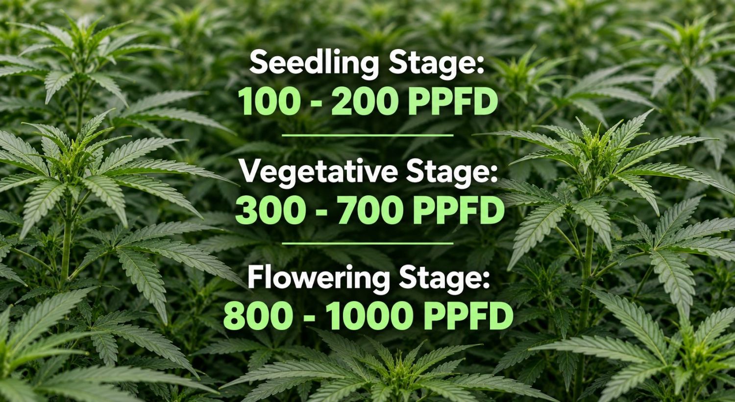 How to control stretching of plants plants: why do plants plants stretch?