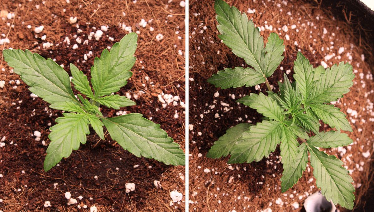 Skywalker OG Auto cannabis strain: early veg | week 2