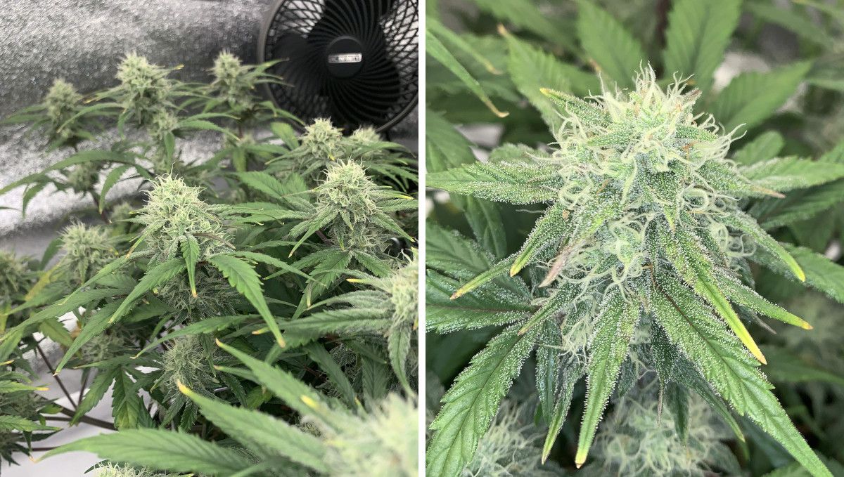 Strawberry Gorilla Auto Cannabissorte: mittlere Bl&uuml;te (Massephase) | Wochen 8-9 | eine Indoor-Autoflower und eine gro&szlig;e Bl&uuml;te mit wei&szlig;en Bl&uuml;tenstempeln