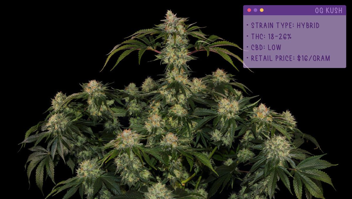 22 Beste Weed Sorten zum Probieren 2022: OG Kush