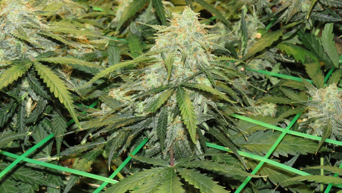 Mexican Airlines Auto cannabis strain: ripening and harvest | weeks 10 | a closeup of one of the many buds on a plant grown with ScrOG