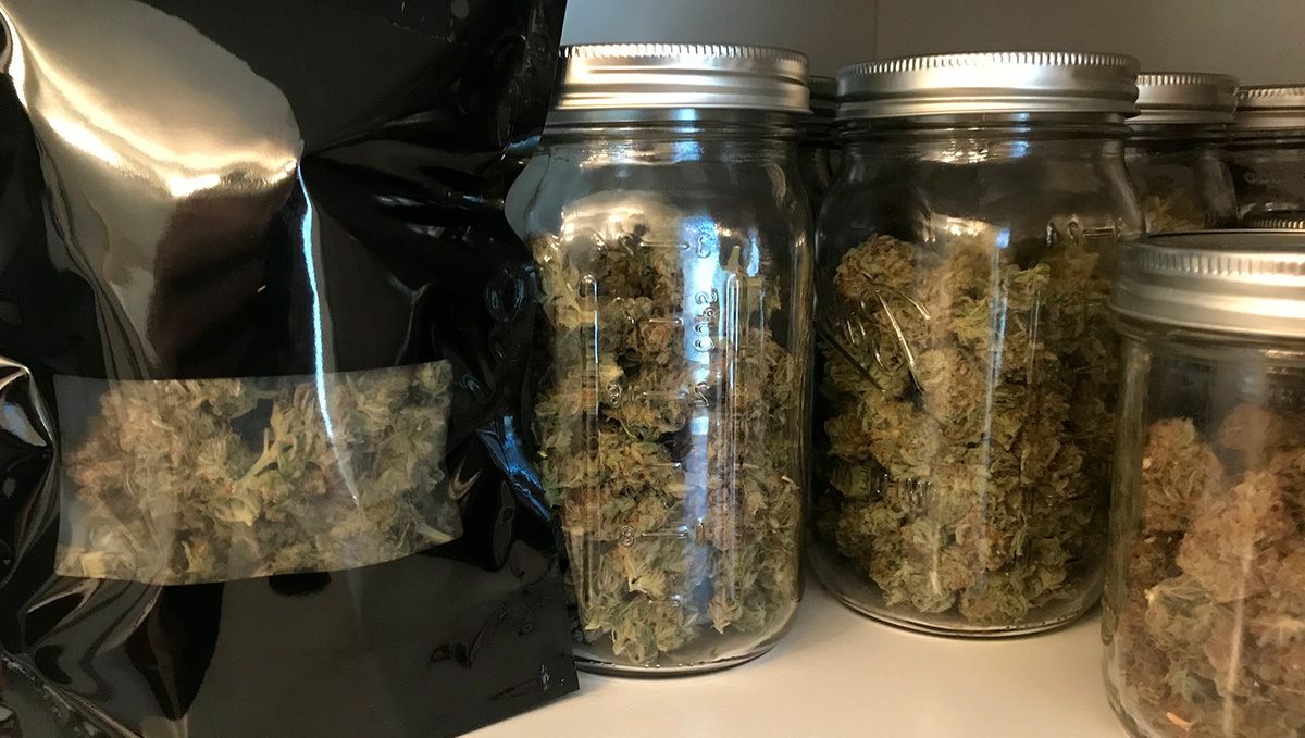 Jack Herer Auto Cannabis Strain Week-by-Week Guide: Curing buds