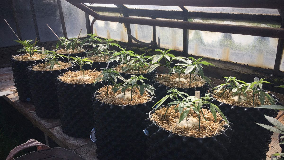 The Best Temperature To Grow Plants: A dozen plants in airpots, mulched with straw, and taken in a shed because of the cold