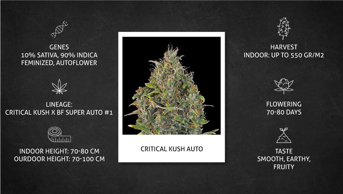 Critical Kush Auto cannabis strain: specs sheet