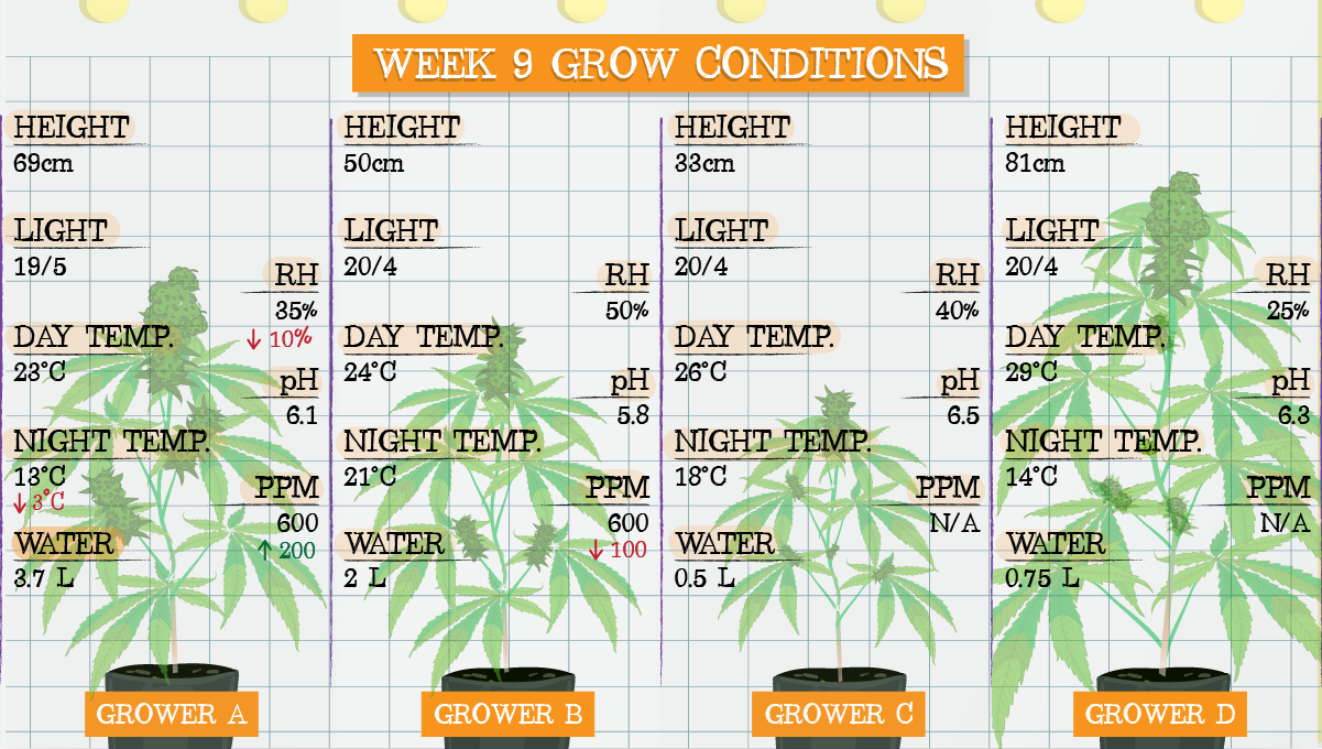 Strawberry Pie Auto Plants Seed Week-by-Week Guide: Week 9 grow conditions