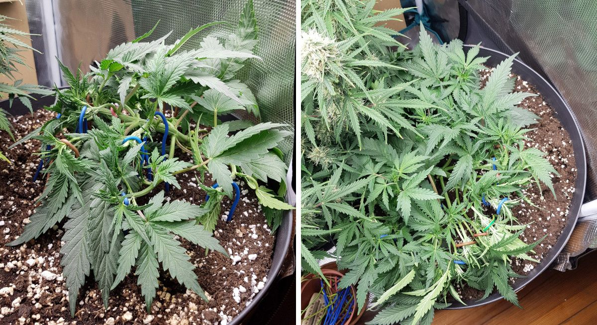 Bubba Kush Auto cannabis strain: mid veg | weeks 4-5
