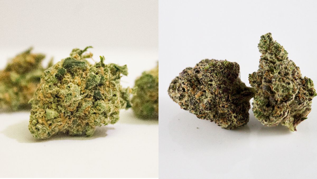 Mold on plants plants: mold on returned plants buds