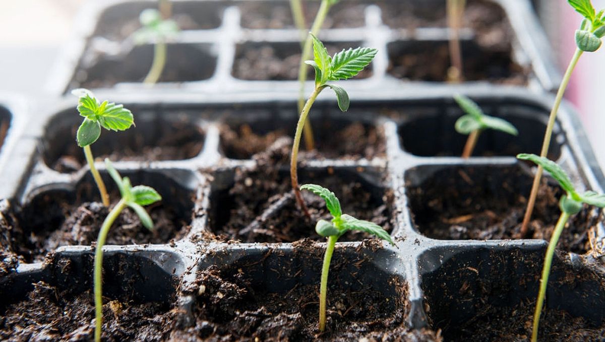 Cómo cultivar semillas de cannabis autoflorecientes al aire libre: Siembra y germinación