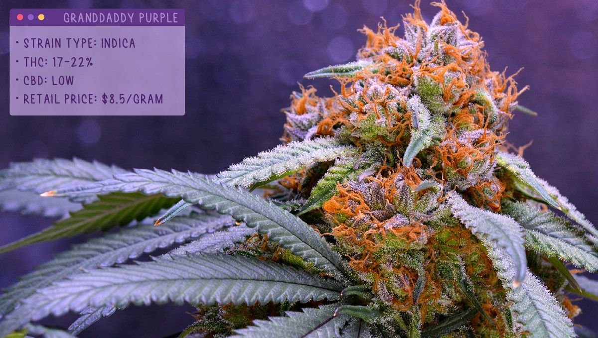 22 Beste Weed Sorten zum Probieren 2022: Grandaddy Purple