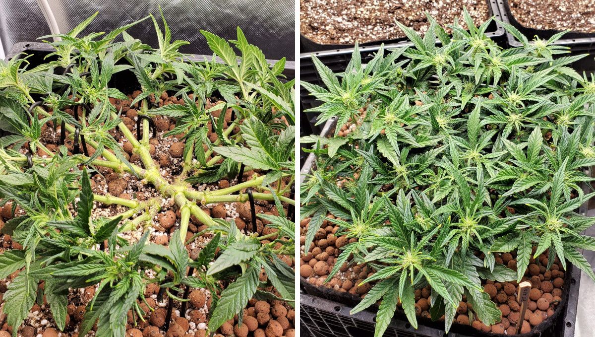 Purple Punch Auto Plants Seed Week-by-Week Guide: A heavily high-stress trained auto at the beginning of the budding stage