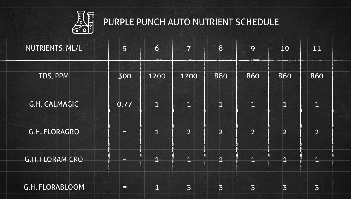 Purple Punch Auto Plants Seed Week-by-Week Guide: Feeding schedule for the flowering stage