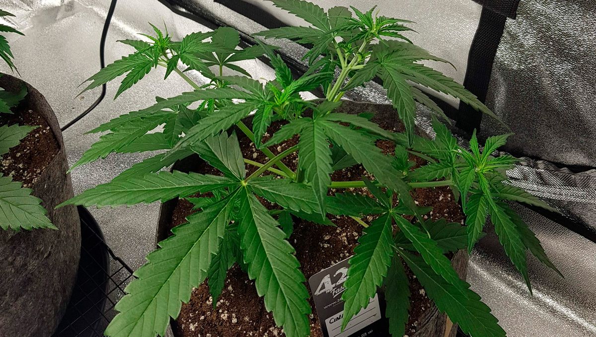 Cinderella auto week-by-week guide: vegetative stage week 3