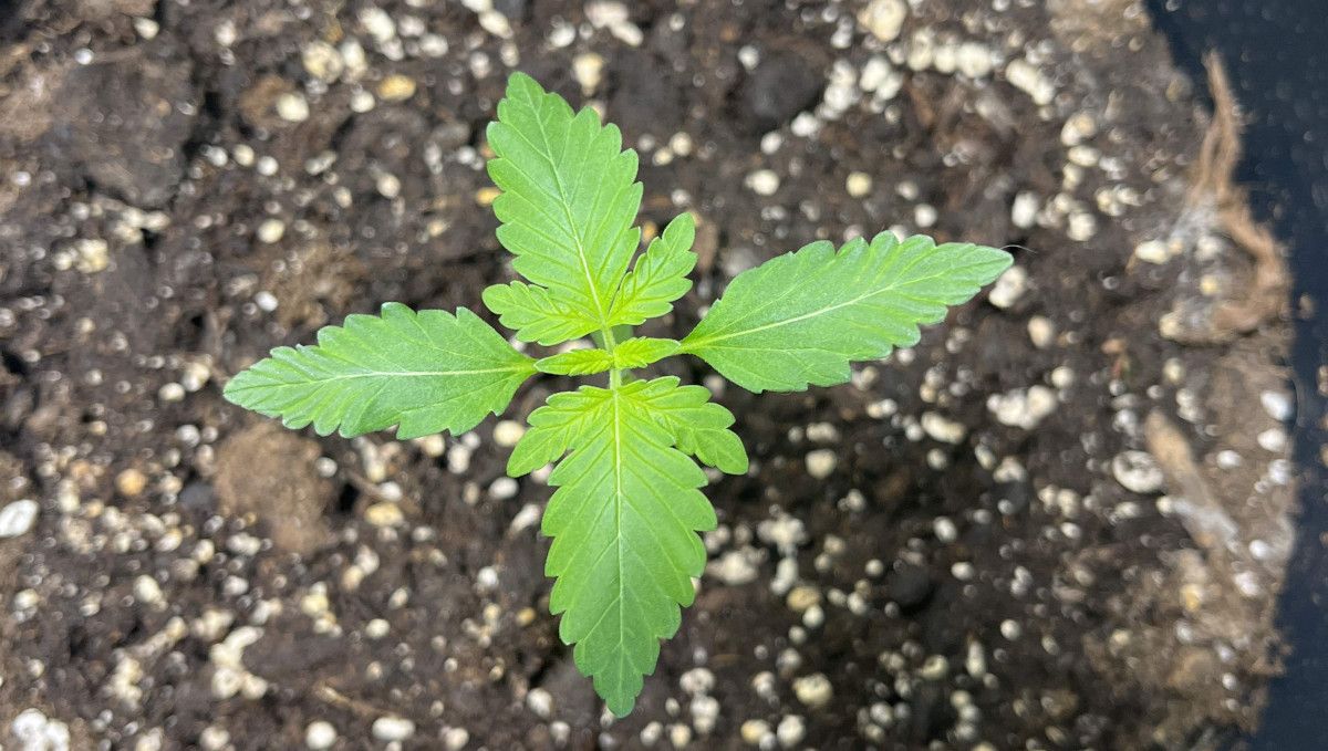 Six Shooter Auto cannabis strain: early veg | week 2 | good progress for day 10