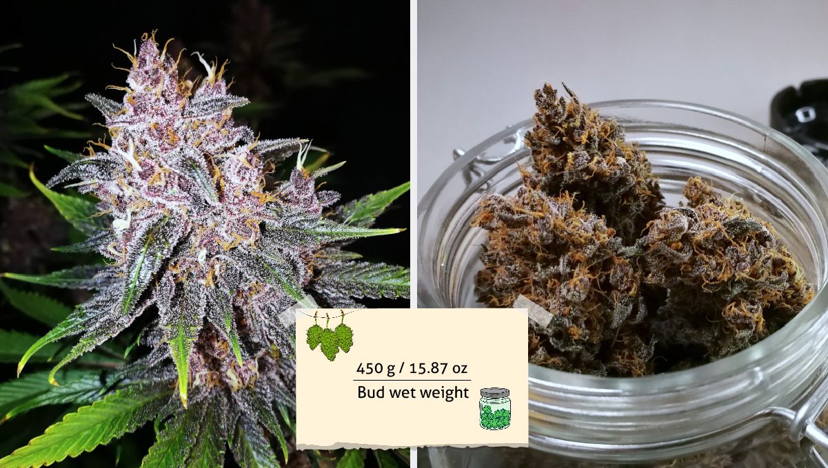 Purple Lemonade FF कैनाबिस स्ट्रेन: यील्ड | हार्वेस्ट की पूर्व संध्या पर एवं जार में क्योरिंग के लिए बड्स