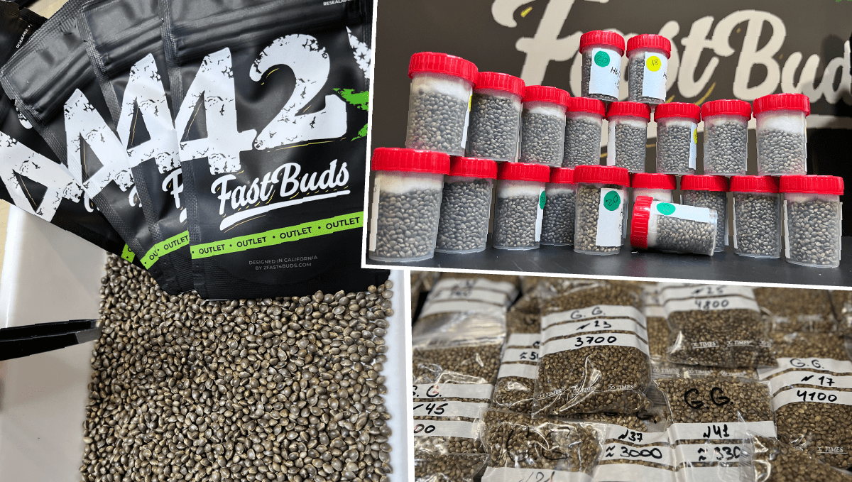 Fast Buds'ın Outlet'i nedir?