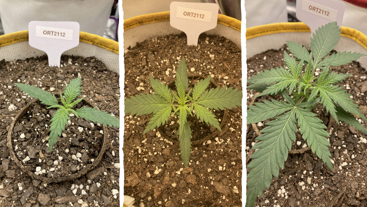 Trainwreck auto week-by-week: vegetative stage week 1