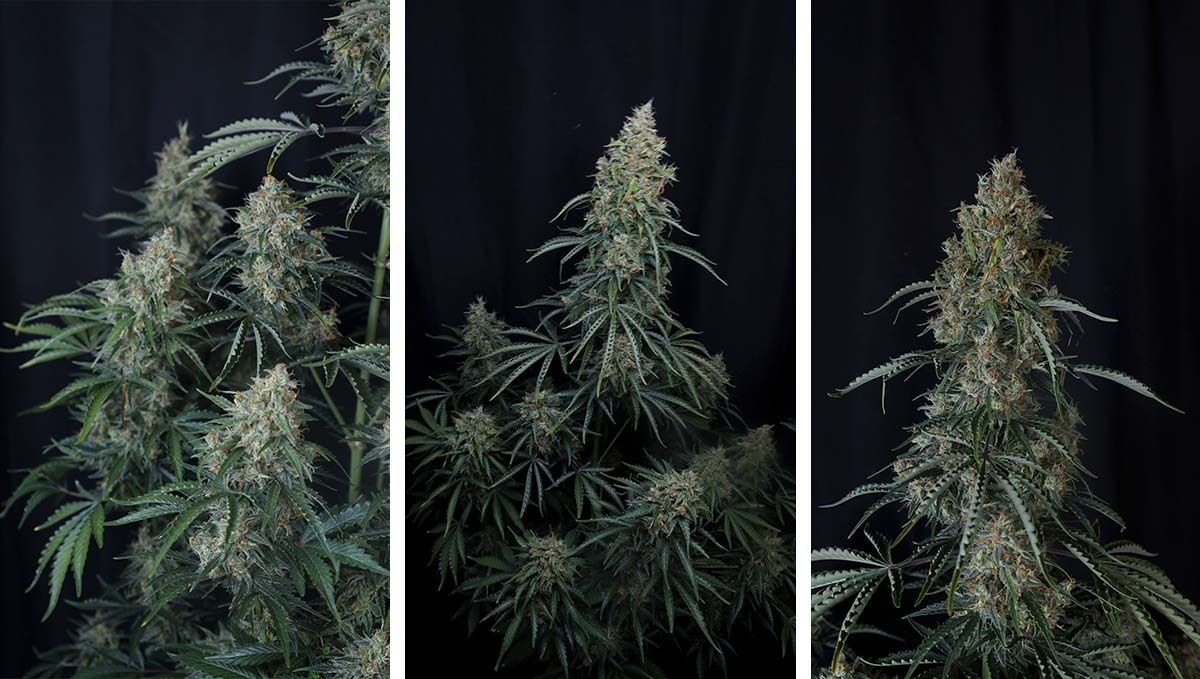 gorilla. auto