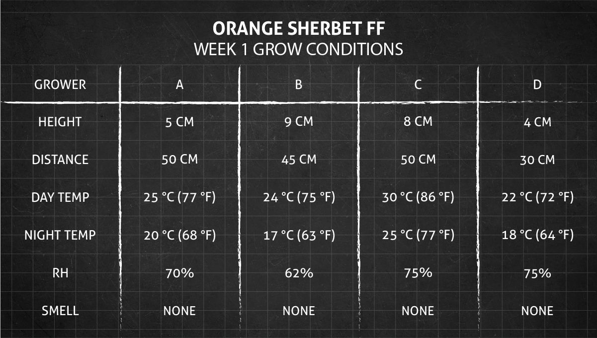 Orange Sherbet FF cannabis strain: week 1 grow conditions