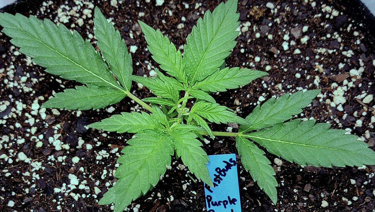 Purple Punch Auto大麻品种周周指南：在第3节以上打顶的大麻小苗