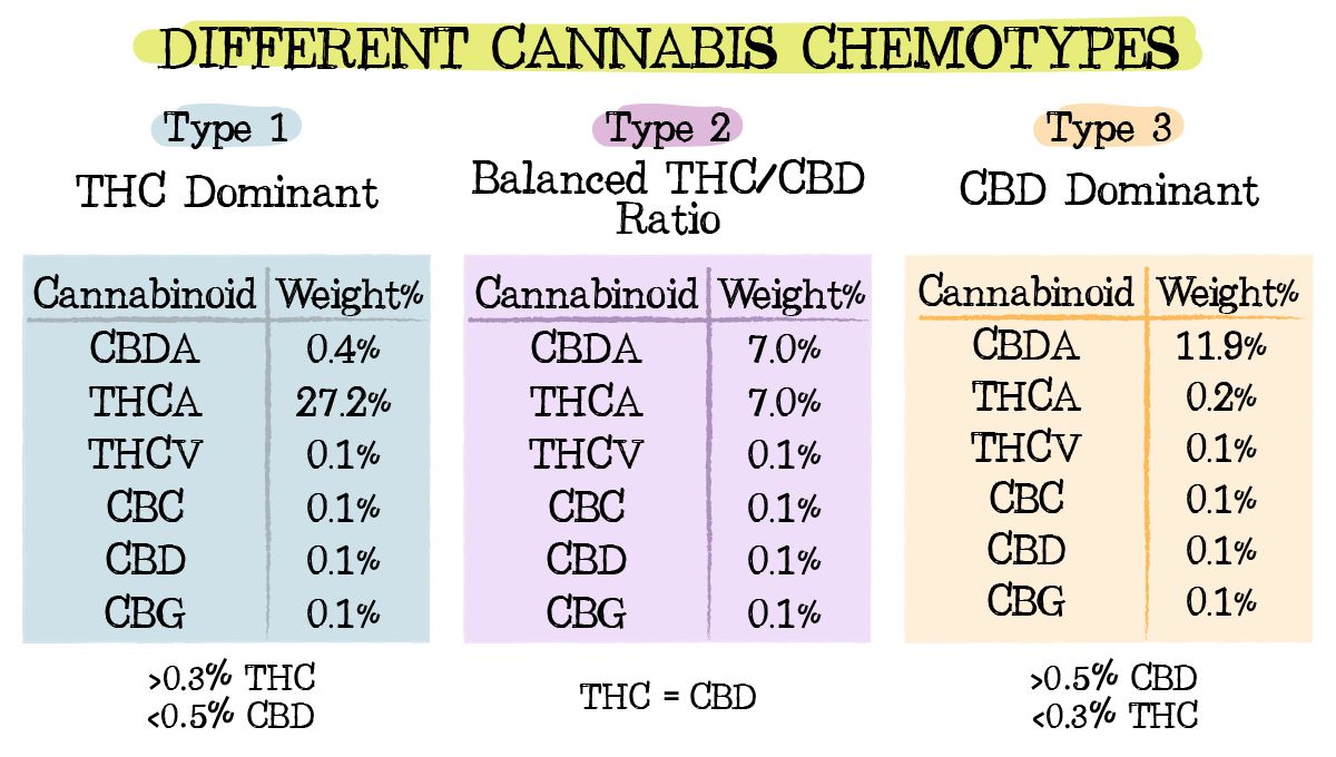 Plants chemtypes and chemovars: chemotypes 1, 2 and 3