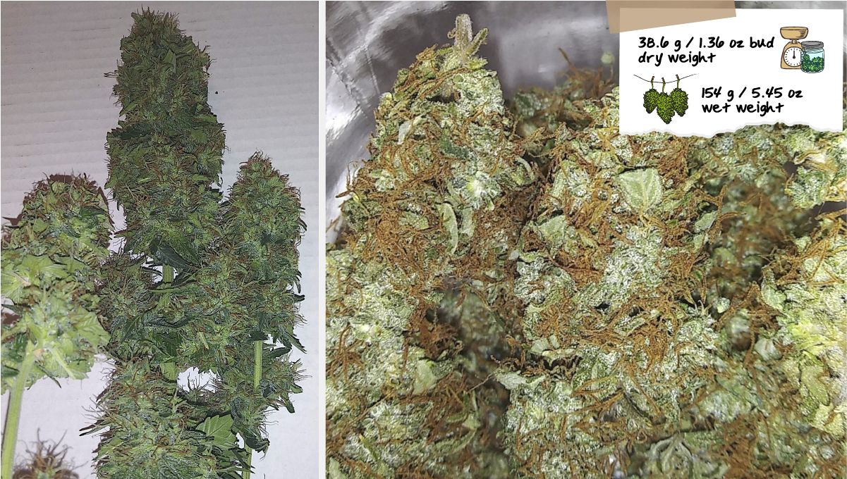 Russian Auto Plants Seed Week-by-Week Guide: Shots of wet-trimmed and dried plants buds
