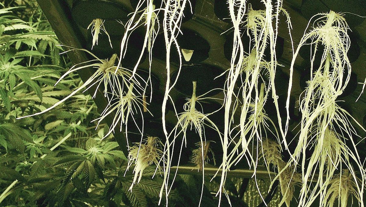 How to grow auto plants plants in hydroponics: Training