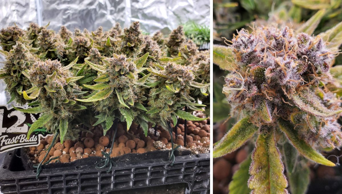 Purple Punch Auto Plants Seed Week-by-Week Guide: An eye-level view of a perfectly flat canopy with multiple colas ready for return; a closeup of a mature plants cola